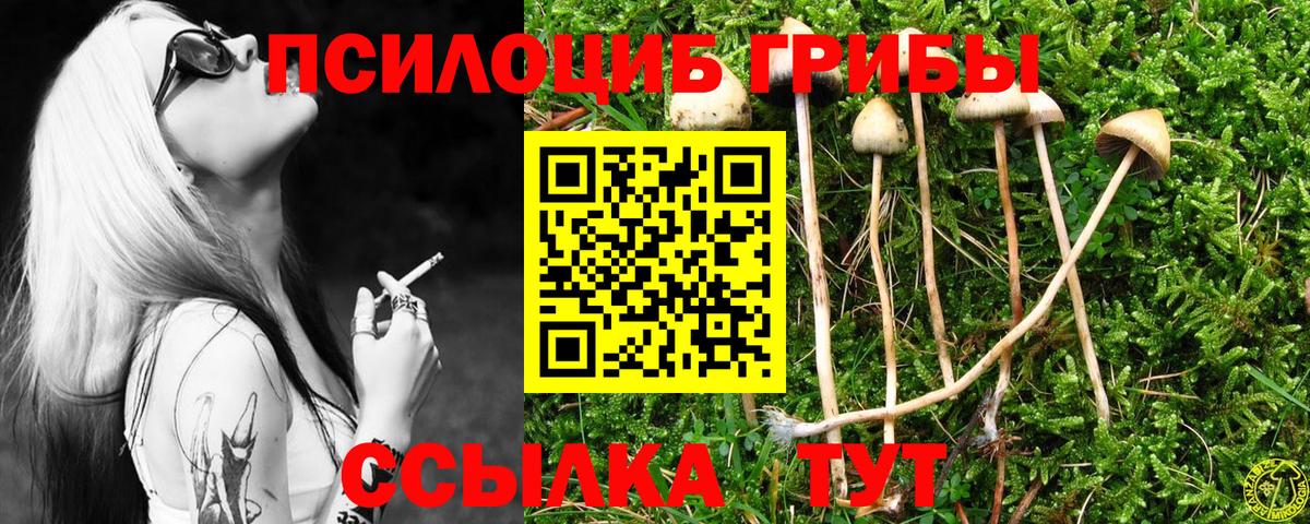 Псилоцибиновые грибы Psilocybe Томск