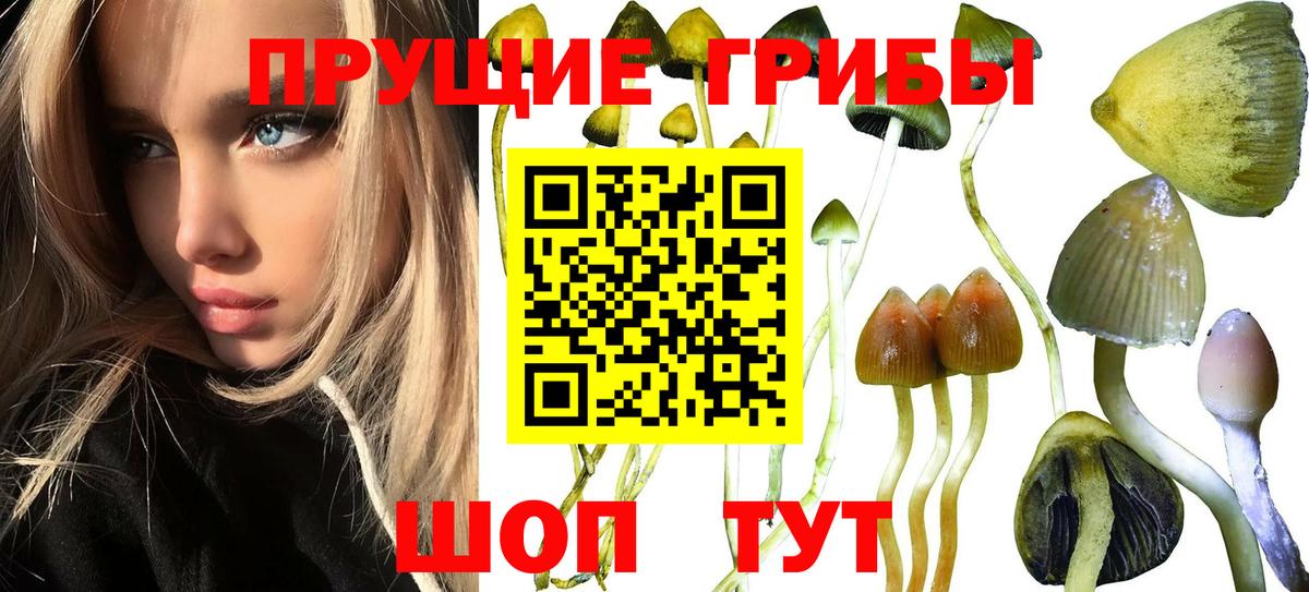 Псилоцибиновые грибы Psilocybine cubensis  Вход с VPN  Томск 